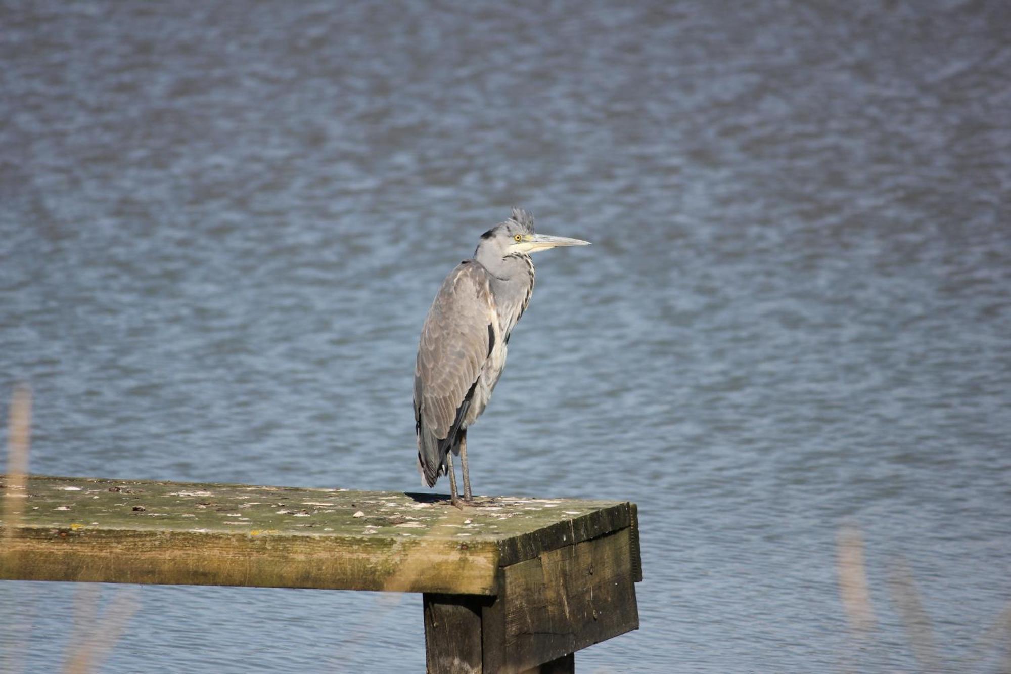 Lakeside Park Hotel & Spa Fishbourne  Esterno foto